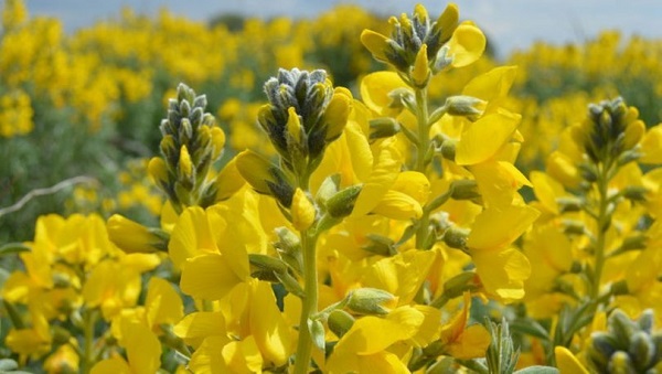 Eber sarısı nedir? Eber sarısı kopartmak yasak mı?