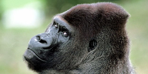 O hastalık yüzünden nesilleri tehlikede