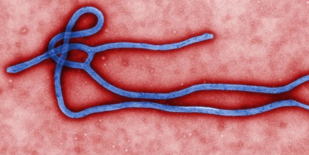 Ebola virüsü mutasyona uğradı!