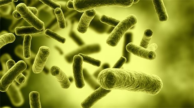 Ebola virüsü nasıl gelişir?