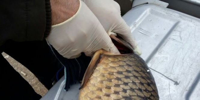 Eskişehir’de yaşanan balık ölümlerinin nedeni araştırılıyor