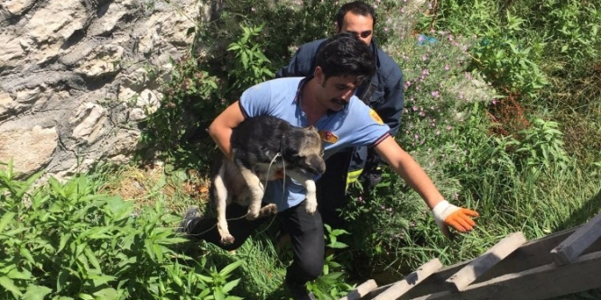 Derede mahsur kalan köpek kurtarıldı