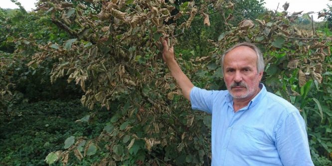 Aşırı sıcak fındığı haşladı