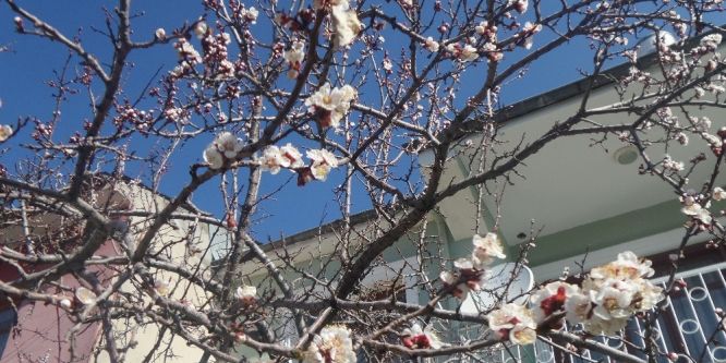 Van’da meyve ağaçları çiçek açtı