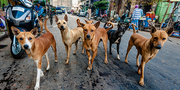 Edirne Valisi köpektaparları çıldırttı!