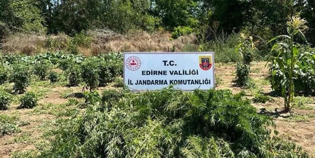 Edirne'de 12 bin kök Hint keneviri ele geçirildi
