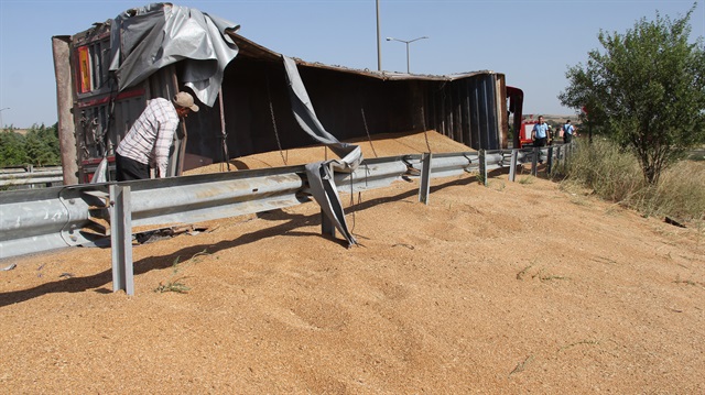 Edirne'de 26 ton buğday yola saçıldı