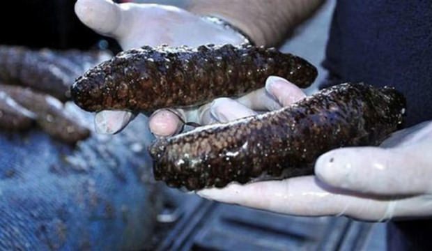 Edirne'de 4 bin 500 tane ele geçirildi