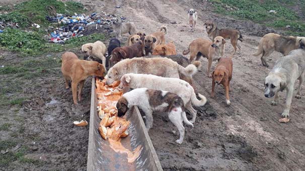 Edirne'de 500 köpek kayboldu iddiası