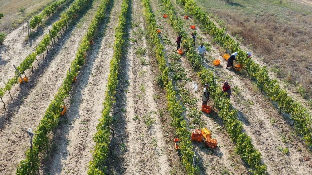 Edirne’de bağbozumları devam ediyor 