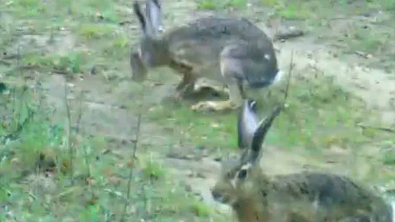 Edirne'de doğanın gizemi gün yüzüne çıktı! Fotokapanlara yakalanan görüntüler herkesi şaşırttı!