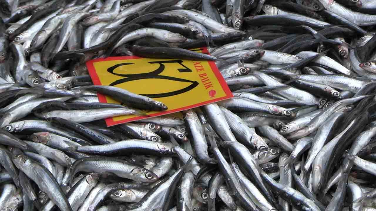 Edirne’de hamsi bereketi: Kilosu 50 liraya indi