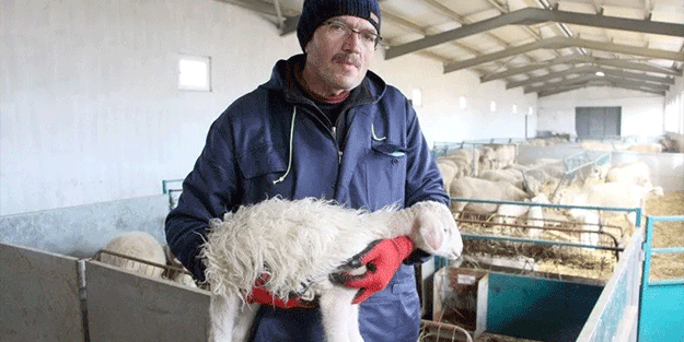 Edirne’de hava sıcakları düştü! Besici yeni doğan kuzularına kazak ördü!