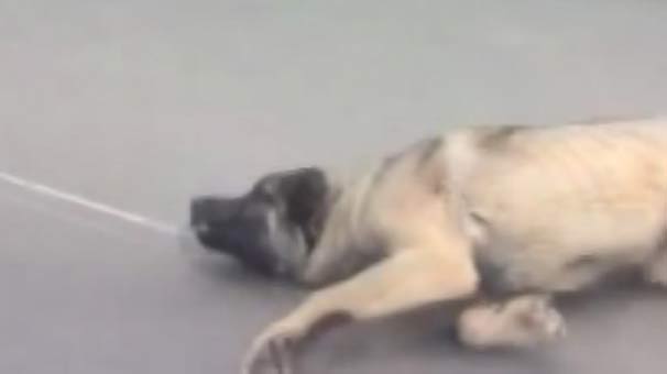 Edirne'de köpeği, iple kamyonetin arkasına bağlayıp, sürükledi