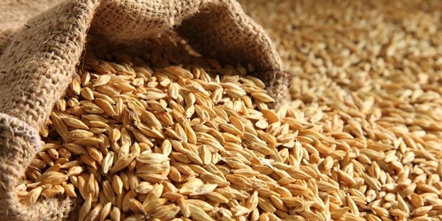 Edirne’de mevsimin ilk arpa hasadı yapıldı! İşte fiyatı