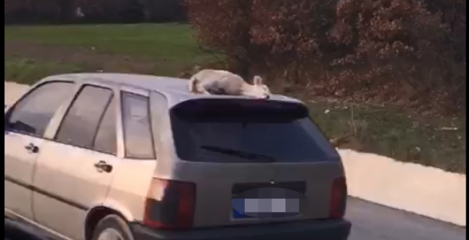 Edirne'de ölen kuzuyu otomobil üzerinde taşıyan sürücüye bin lira ceza