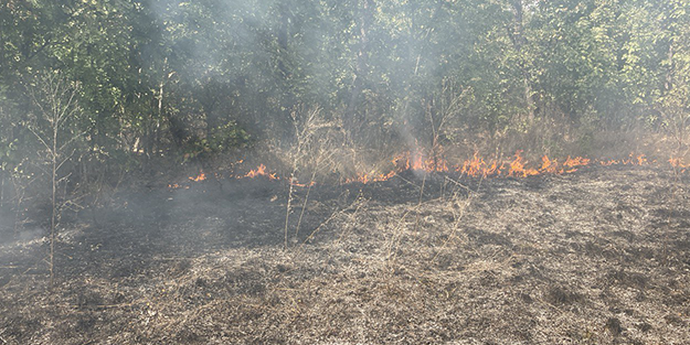 Edirne'de orman yangını