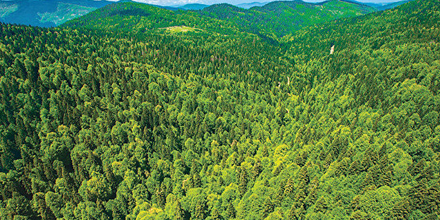 Edirne'de ormanlık alanlara girişler yasaklandı