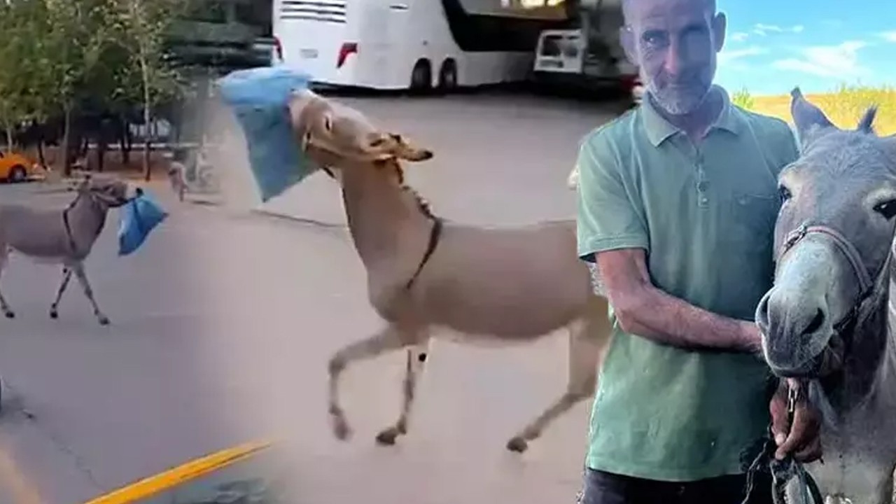 Edirne’de otogarın maskotu kadife evine döndü! Çok ünlü kaçak eşek meydana çıktı
