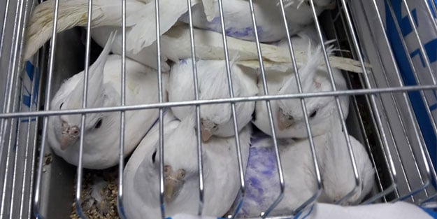 Edirne'de ülkeye kaçak yollardan getirilen köpek ve papağanlara el konuldu