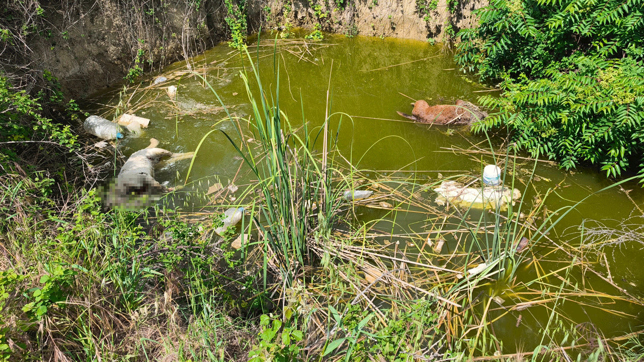 Edirne’de vahşet: 3’ünün de kafasını kesip su dolu çukura atmışlar!