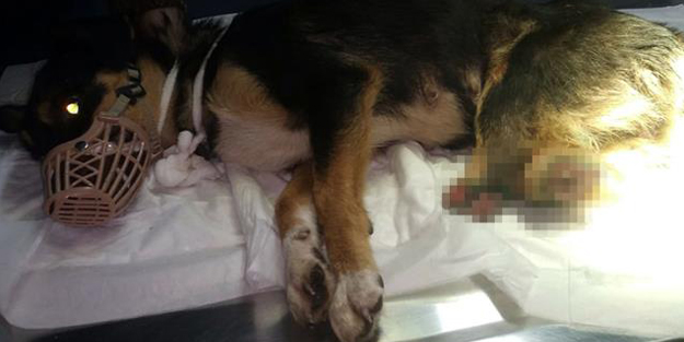 Vahşet! Yavru köpeğin arka bacaklarını kestiler