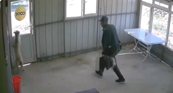 Edirne’de vicdansızlık! 81 yaşındaki adam köpeği bastonla dövdü