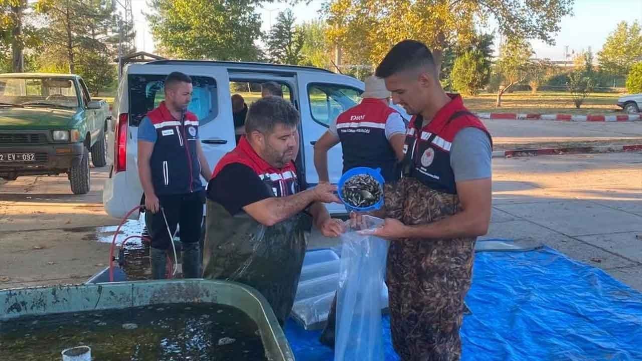 Edirne’den dev üretim hamlesi! 2 milyondan fazla yavru sazan sularla buluştu!