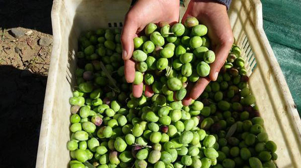 Edremit Körfezi'nde 15 bin ton zeytinyağı rekoltesi tahmin ediliyor