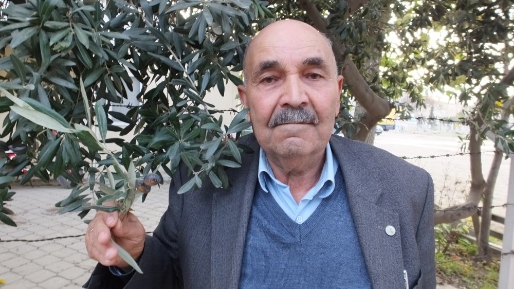Edremit körfezindeki zeytin üreticileri ilaçlama bekliyor 