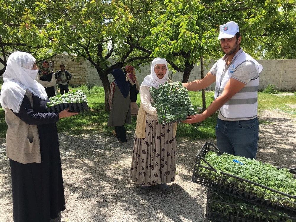 Edremit’te çiftçilere 170 bin sebze fidesi dağıtıldı 