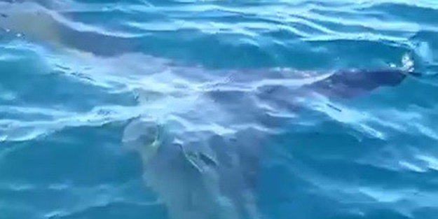 İlçede köpekbalığı paniği!