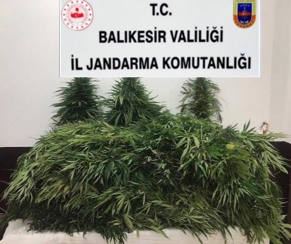 Edremit’te jandarmadan kenevir operasyonu 