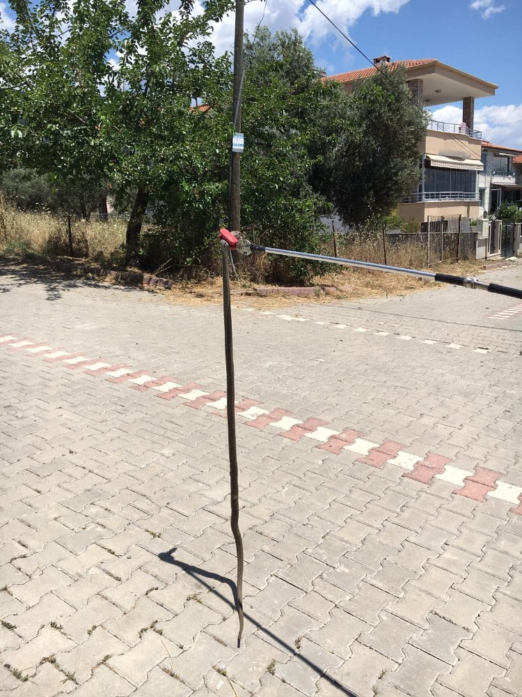 Edremit’te yılan paniğe neden oldu 