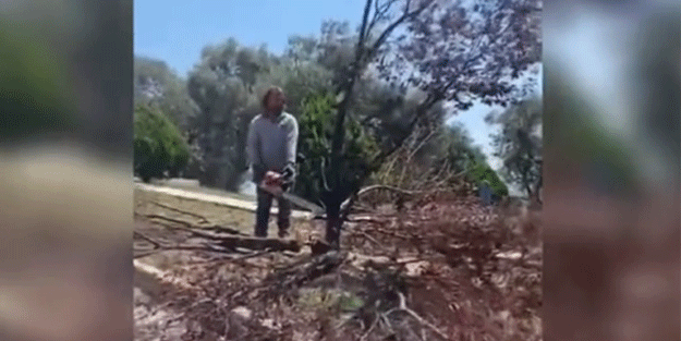 Ee ışıklı çevreciler neredesiniz? CHP’li Bornova Belediyesi’nden ağaç katliamı