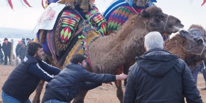 Çanakkale Lapseki’de 7’inci Geleneksel Deve Güreşleri gerçekleştirildi