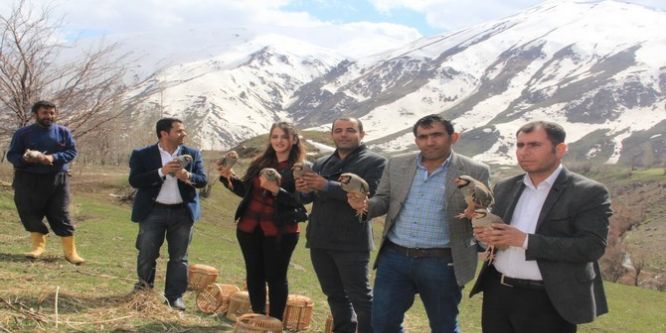 Hakkari’de doğaya keklik bırakıldı
