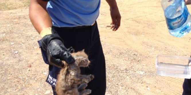 Kedi mahalleyi ayağa kaldırdı