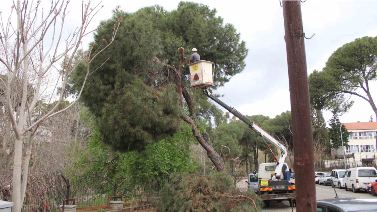 Efeler’de yağışlara dayanamayan 2 ağaç yan yattı