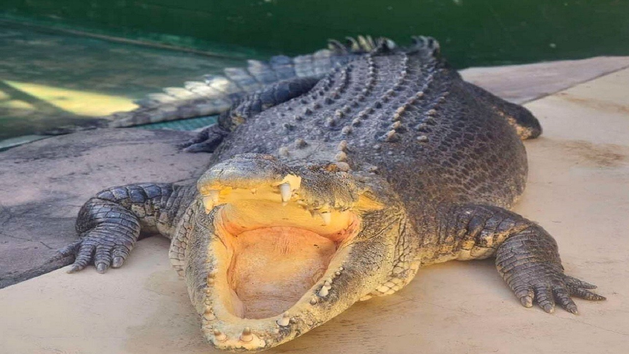 Efsane timsahı Burt hayatını kaybetti