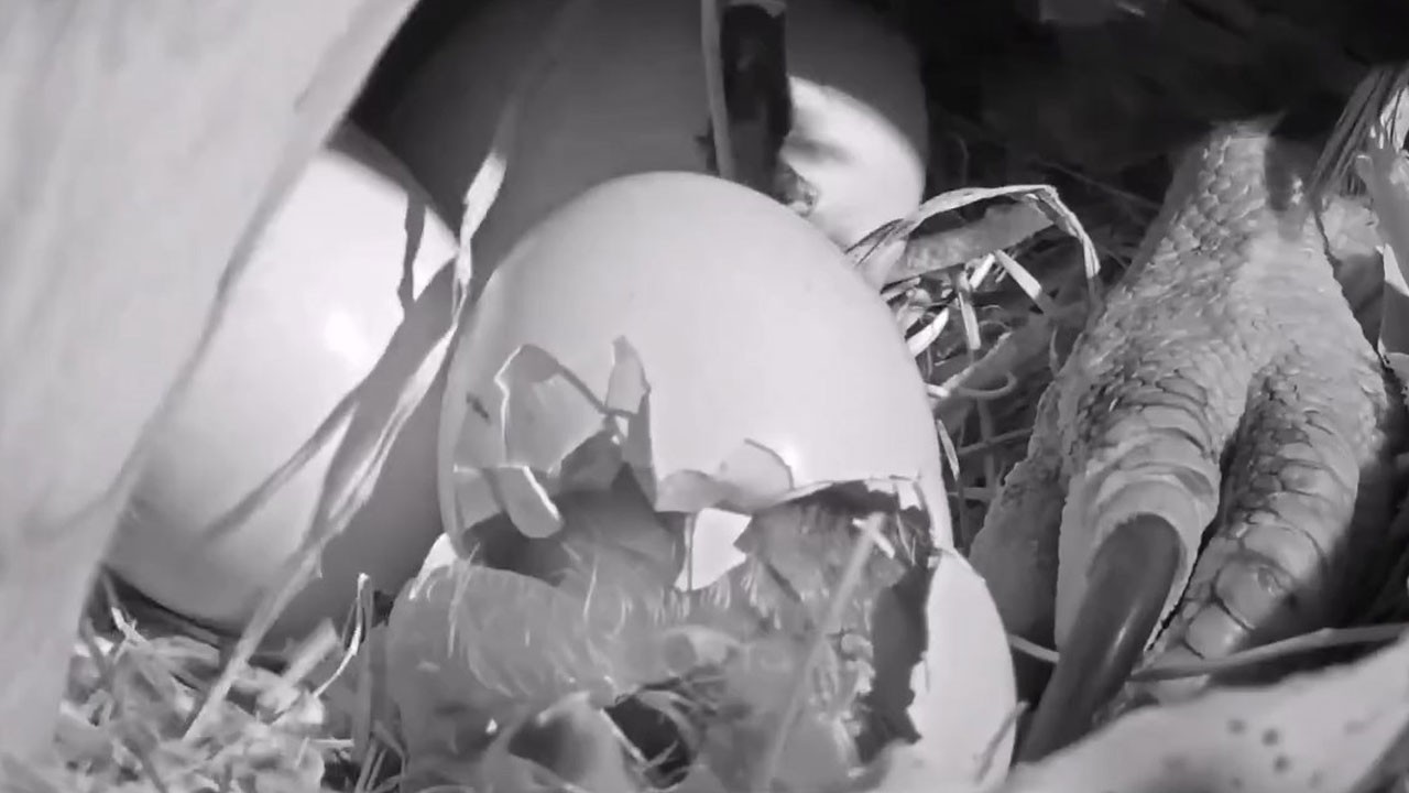 Efsanevi kartal çiftinin yavruları yumurtadan çıktı!