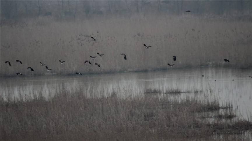 Efteni Gölü Kuş Cenneti'nde 19 türden 1787 kuş listelendi