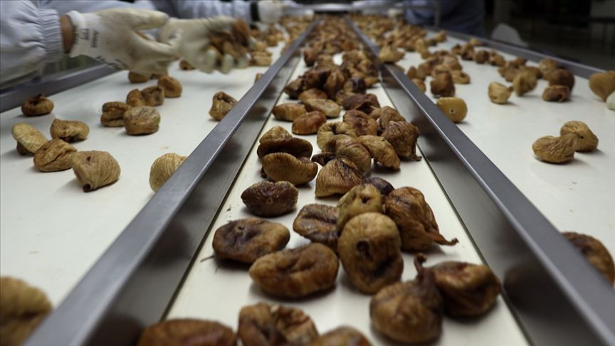 Ege Bölgesi’nden kuru meyve ihracatı 1 milyar dolara koşuyor