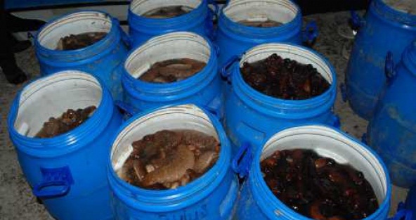 Ege Denizi'nde deniz patlıcanı operasyonu