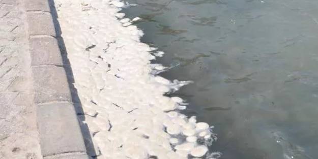 Ege sahilinde endişelendiren görüntü! Akıllara müsilaj geldi ancak...