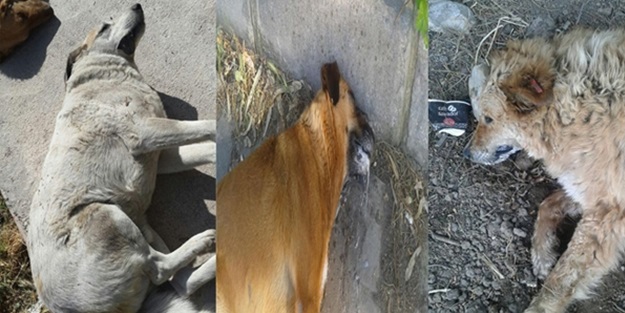 Ege Üniversitesi'nde köpekleri zehirlediler
