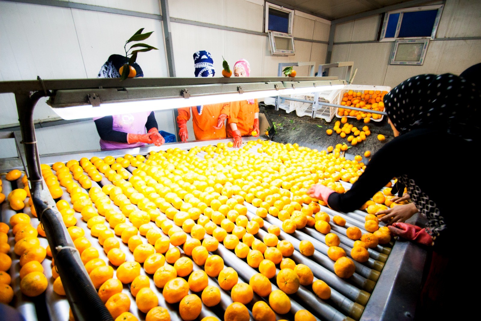 Ege Yaş Meyve Sebze İhracatçıları Birliği’nden çifte rekolte!