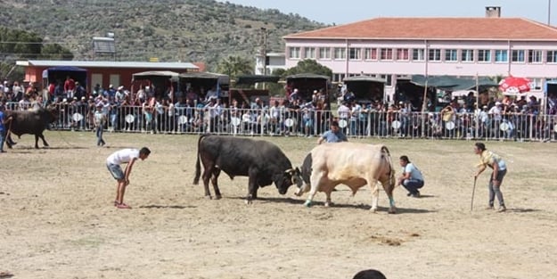 Ege’de boğalar arenaya indi