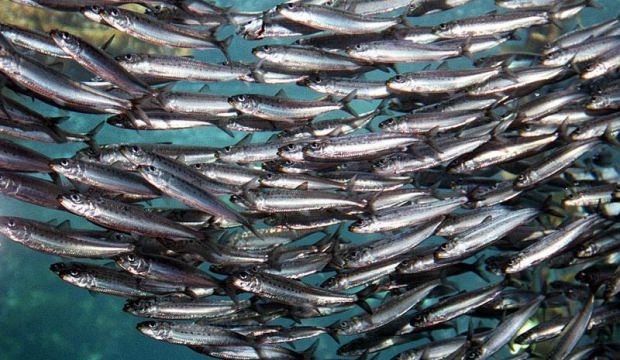 Ege'de sardalya bolluğu