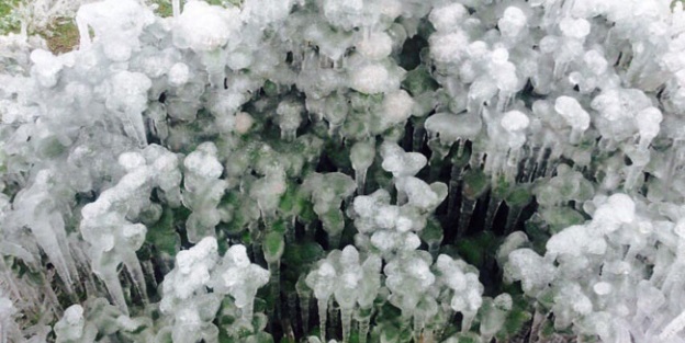 Ege'de tarıma kar engeli